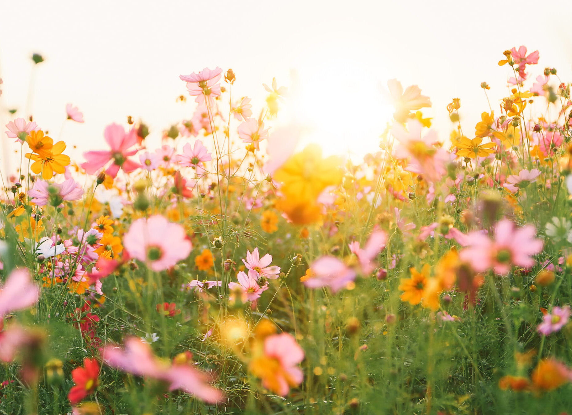 Foto: Blomsteräng
