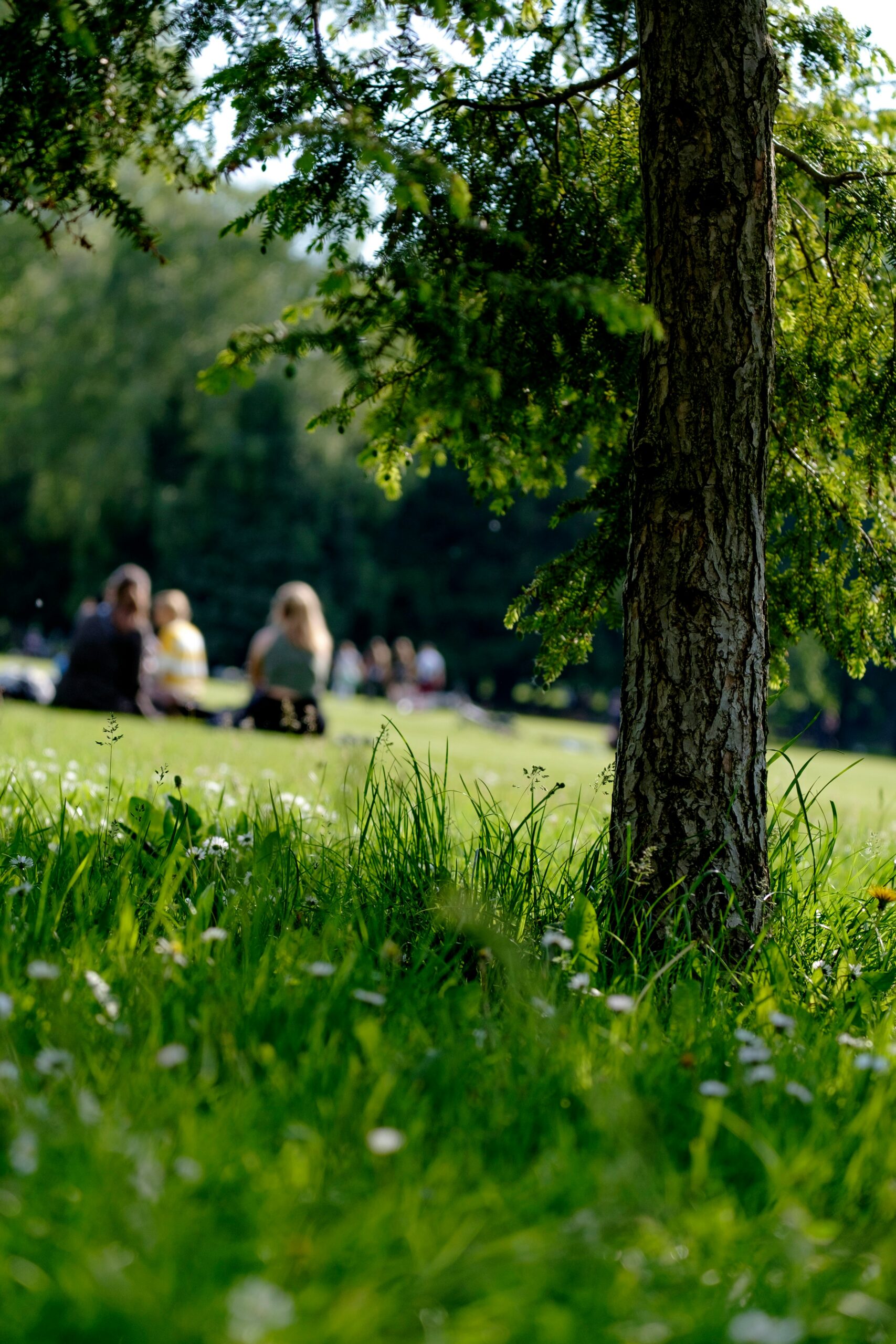 Foto: Park med gräs och träd