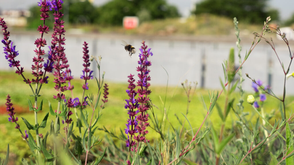 Foto: Blommor vid sjö