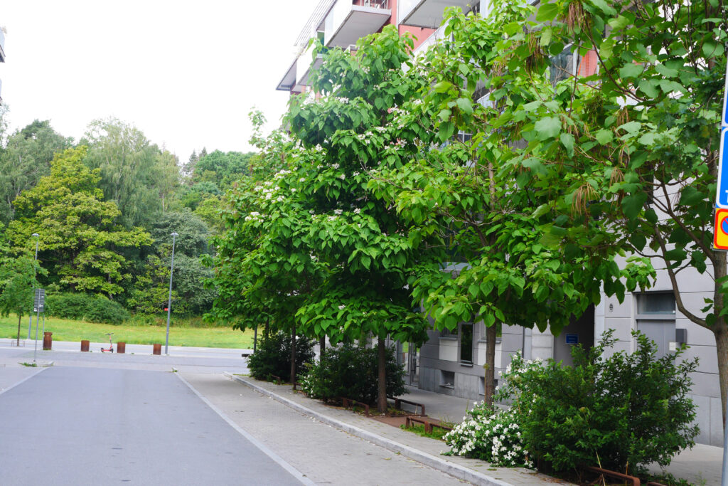 Foto: Plantering i stadsmiljö